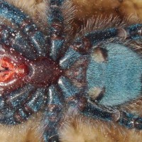 A. Versicolor Juv #1