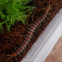 Red Scolopendra Morsitans