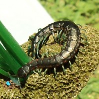 Scolopendra Laeta