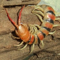 Scolopendra Morsitans