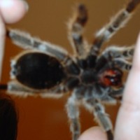 M Or F? Gammostola Rosea