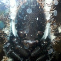 Poecilotheria Pedersini Female??