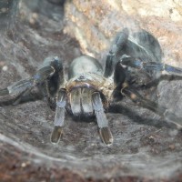 Haplopelma Lividum Female