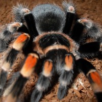 B. Smithi