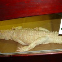 Albino Alligator