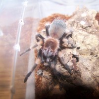 Brachypelma Smithi Sling