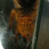 Obt Pls?m Or F?