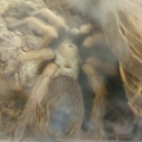 Told Aphonopelma Sp. What Do You Think?