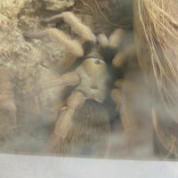 Told Aphonopelma Sp. What Do You Think?