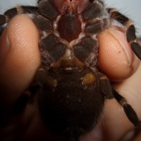 A. Geniculata F Or M ? Could You Help Me Please! I Think Female