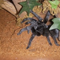 G.pulchra