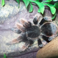 Please Identifi My Brachypelma