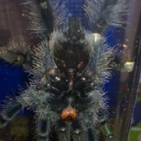 Avic. Avicularia Male Or Female ????