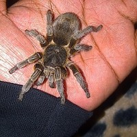 Aphonopelma