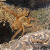 Obt