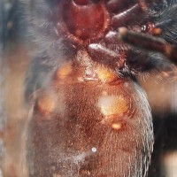 2 1/4" Brachypelma Smithi ~male/female?