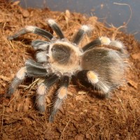 Brachypelma Smithi