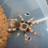 More Pics Of My Smithi
