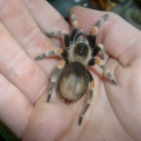 More Pics Of My Smithi