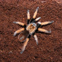 Some Other Pictures Of My Tarantulars