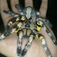 My Regalis