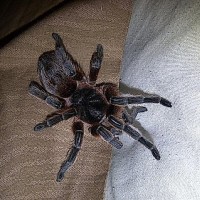 After Her Molt..