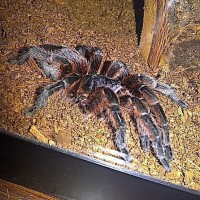 After Her Molt..