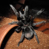 G. Pulchra