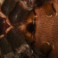 Lasiodora Parahybana "Jukka" Underside Cropped