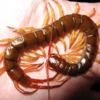 Scolopendra Subspinipes