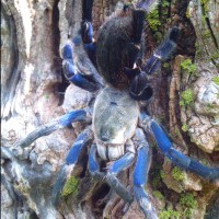 Haplopelma Lividum Female "Cora"