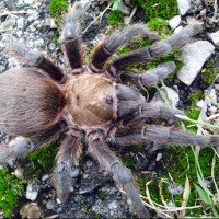 Aphonopelma Hentzi? Female "Desi"