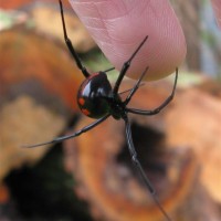 Latrodectus Variolus Northern Black Widow Female "Lefty"