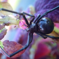 Latrodectus Hesperus Western Black Widow Female "Big-Ass"