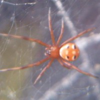 Latrodectus Variolus Northern Black Widow Spiderling