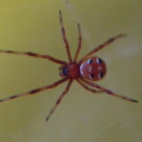 Latrodectus Variolus Northern Black Widow Spiderling