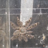 P.rufilata Freshly Molted