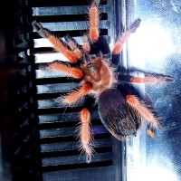 Brachypelma Boehmei 1.5 "