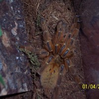 Obt