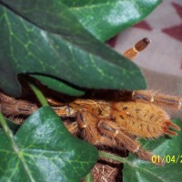 Obt