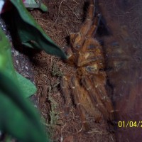 Obt