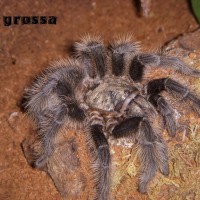 G. Grossa