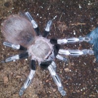 Red N White Striped Birdeater