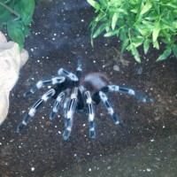 Red N White Striped Birdeater