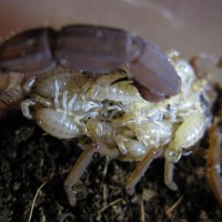 Babycurus Jacksoni Female W/brood #1