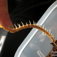 Unknown Centipede