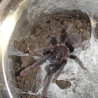 Unknown Tarantula Sp Here In The Philippines