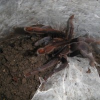 Unknown Tarantula Sp Here In The Philippines