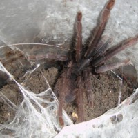 Unknown Tarantula Sp Here In The Philippines