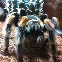 My B. Smithi Female 5.5